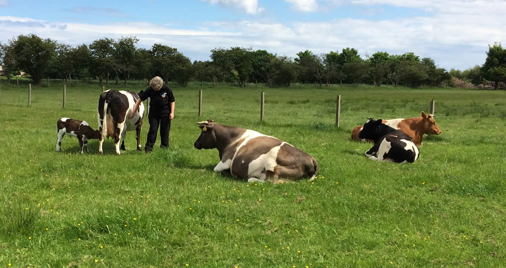 Rosedean Shetland herd