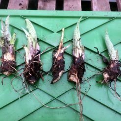 Comfrey crown cuttings