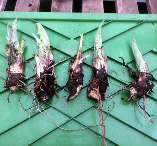 Comfrey crown cuttings