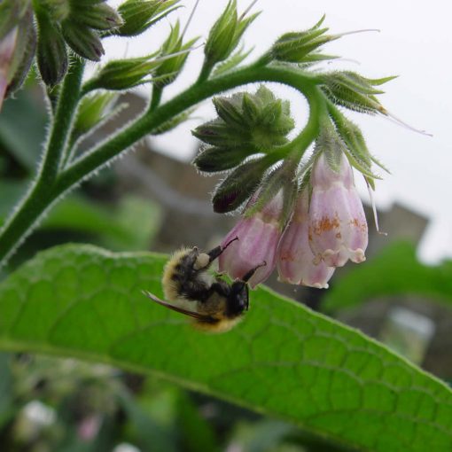 Comfrey Bocking 14