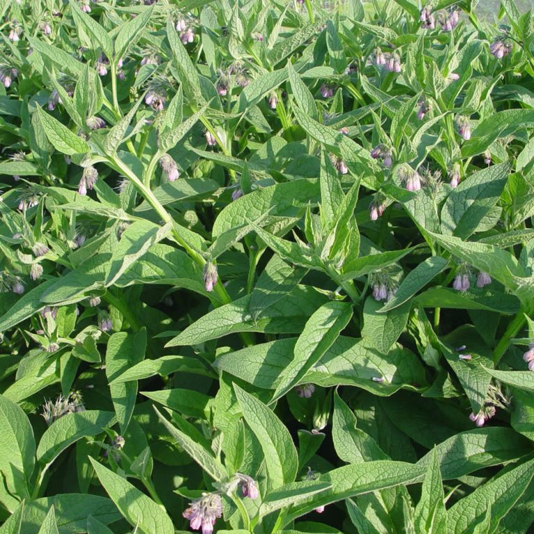 Comfrey Bocking 14 root cuttings for sale Dalmore Croft