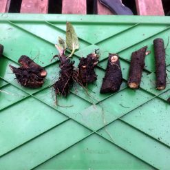 Comfrey root cuttings