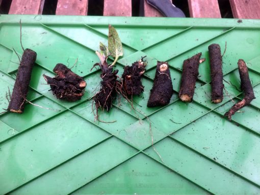 Comfrey root cuttings