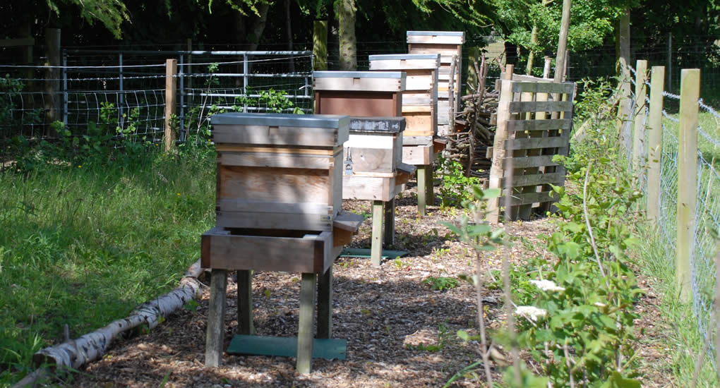 Dalmore apiary