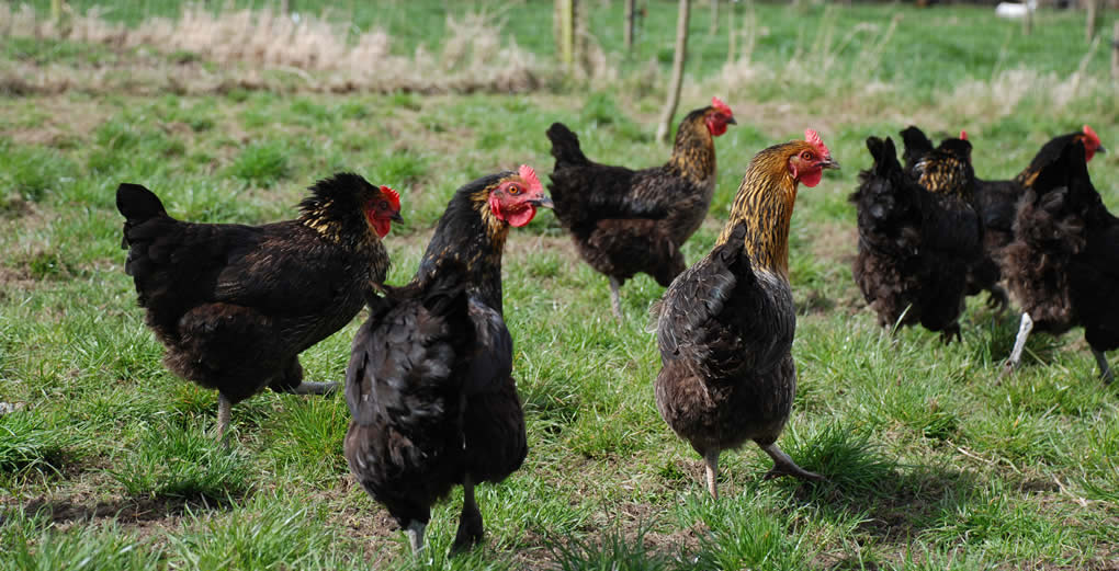 Our free range hens
