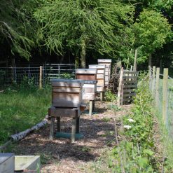 Dalmore apiary
