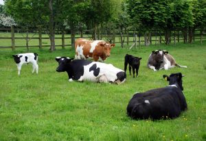 Meet the cows and calves