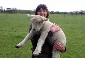 Meeting the lambs