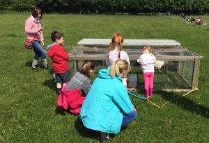 Seeing the pasture chickens