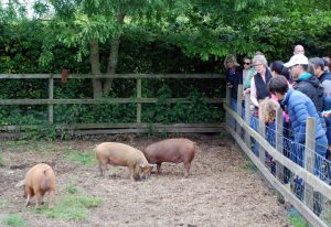 Meeting the pigs